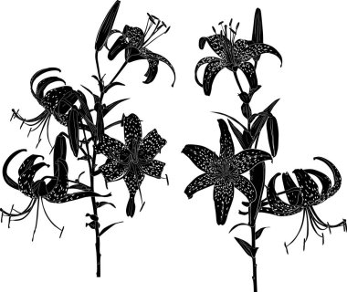 Beyaz arkaplanda izole edilmiş zambak siluetleri