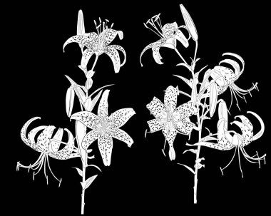 Siyah arkaplanda izole edilmiş zambak siluetleri