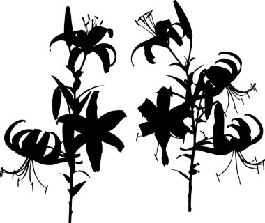 Beyaz arkaplanda izole edilmiş zambak siluetleri