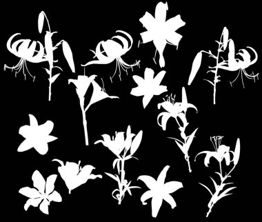 Siyah arkaplanda izole edilmiş zambak siluetleri