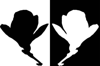 Siyah beyaz manolya çiçekli siluetler