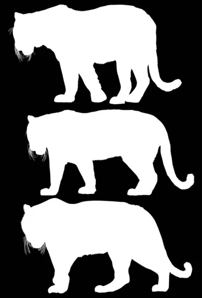 Illusztráció Tigris Sziluettek Elszigetelt Fekete Háttér — Stock Vector