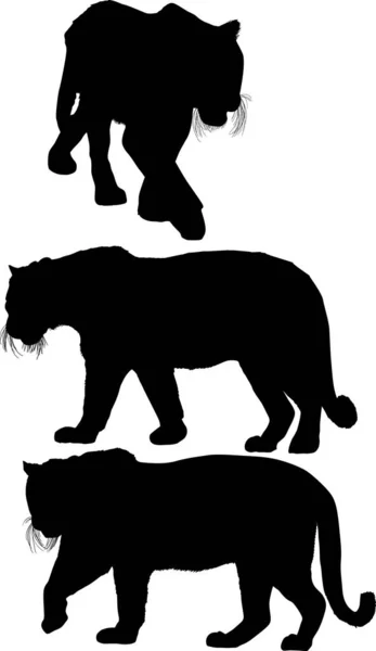Illustration Mit Tiger Silhouetten Isoliert Auf Weißem Hintergrund — Stockvektor