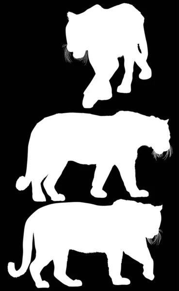 Ілюстрація Силуетами Тигра Ізольована Чорному Фоні — стоковий вектор