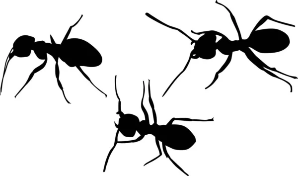 Ilustração Com Silhuetas Formigas Isoladas Fundo Branco —  Vetores de Stock