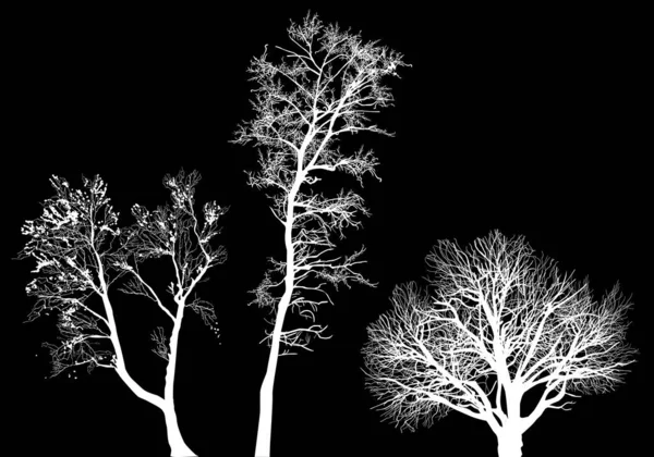 Иллюстрация Голыми Деревьями Черном Фоне — стоковый вектор