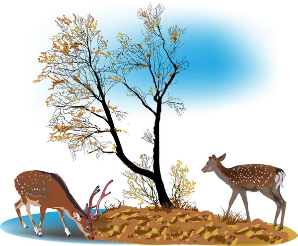 Illustration Avec Deux Cerfs Arbre Automne — Image vectorielle