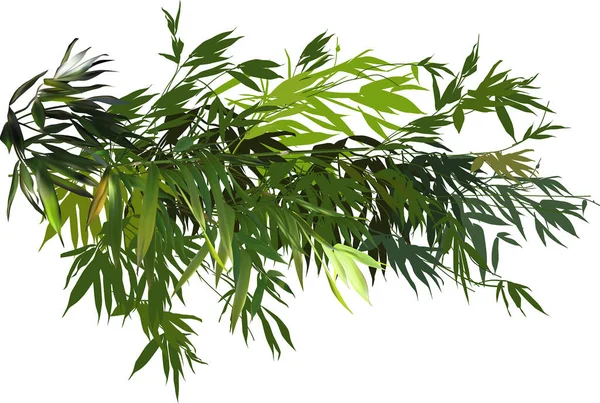 Ilustración Con Ramas Bambú Verde Aisladas Sobre Fondo Blanco — Vector de stock