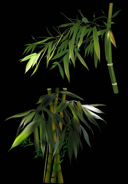Illustration Med Grön Bambu Grenar Isolerade Svart Bakgrund — Stock vektor