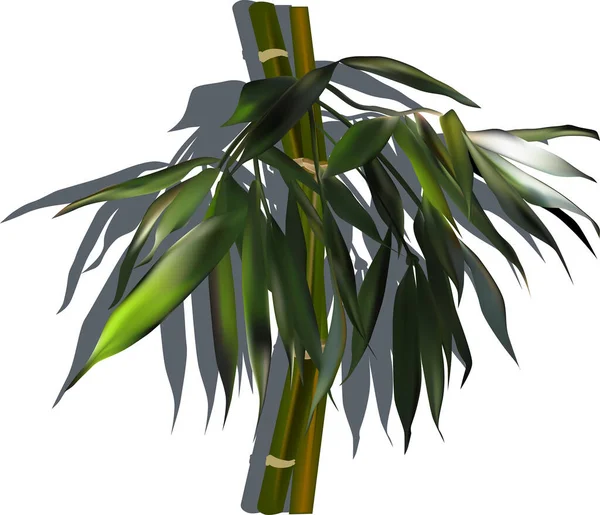 Illustration Avec Branche Bambou Vert Isolé Sur Fond Blanc — Image vectorielle