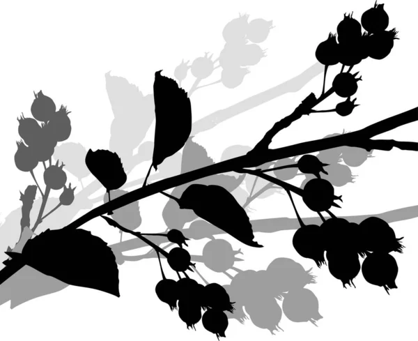 Illustration Branch Shadbush Silhouette Isolated White Background — Stock Vector