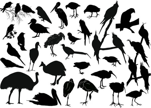 Ilustrace Sbírkou Ptáků Bílém Pozadí — Stockový vektor
