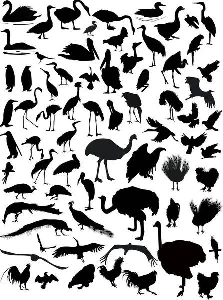 Illustration Birds Collection White Background — Stock Vector