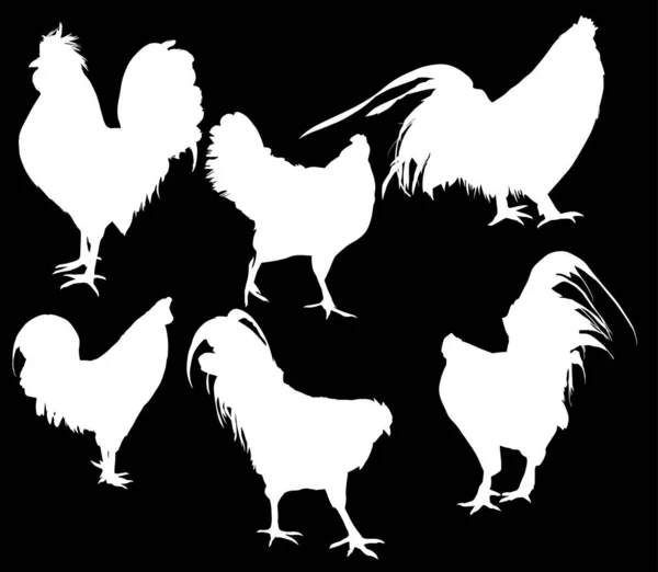带有一组在黑色背景上分离的鸡轮廓的图解 — 图库矢量图片
