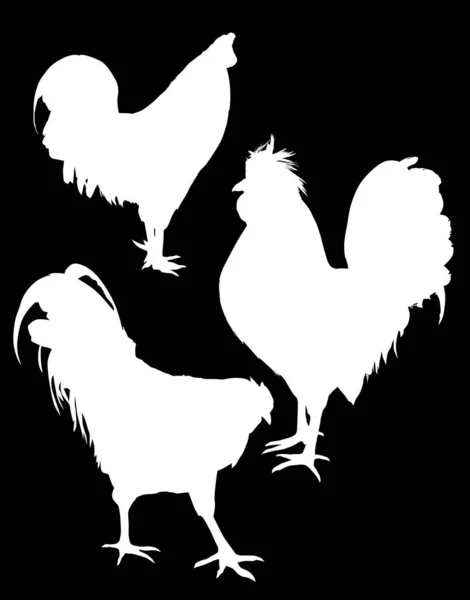 Illustration Avec Ensemble Silhouettes Poulet Isolées Sur Fond Noir — Image vectorielle