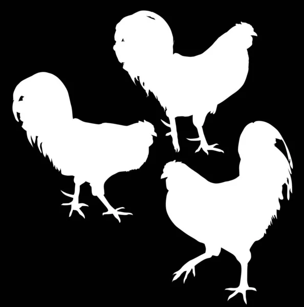 Illustration Avec Ensemble Silhouettes Poulet Isolées Sur Fond Noir — Image vectorielle