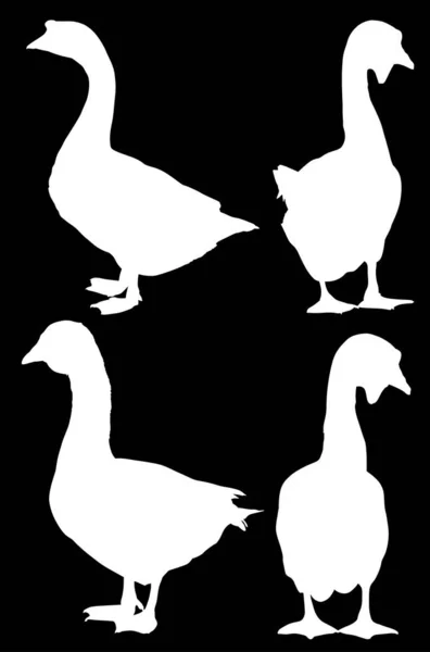 Illustration Set Goose Silhouettes Isolated Black Background — Stock Vector