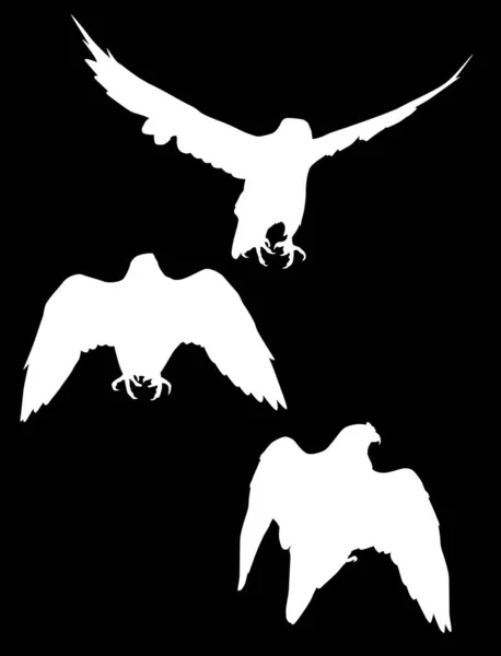 图上有三幅在黑色背景上孤立的鹰的轮廓 — 图库矢量图片