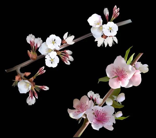 Ilustración Con Flor Árbol Primaveral Aislada Sobre Fondo Negro — Archivo Imágenes Vectoriales