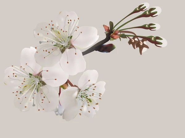 Ilustración Con Flores Árboles Primavera Aisladas Sobre Fondo Claro — Archivo Imágenes Vectoriales