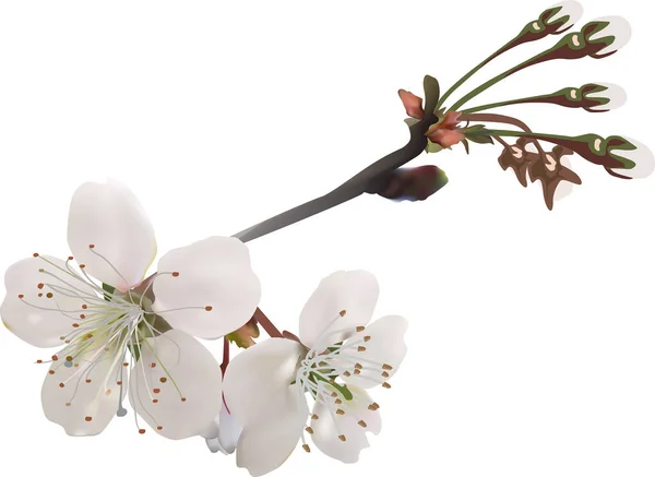 Illustration Mit Frühlingsbaumblüten Isoliert Auf Weißem Hintergrund — Stockvektor