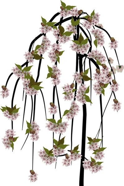 Illustration Mit Rosa Kirschbaumblüte Isoliert Auf Weißem Hintergrund — Stockvektor