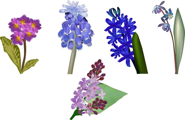 Illustration Mit Blauen Und Rosa Blumen Auf Weißem Hintergrund — Stockvektor