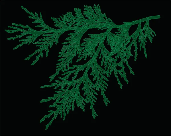 Ilustrace Zelenou Větev Izolovanou Černém Pozadí — Stockový vektor