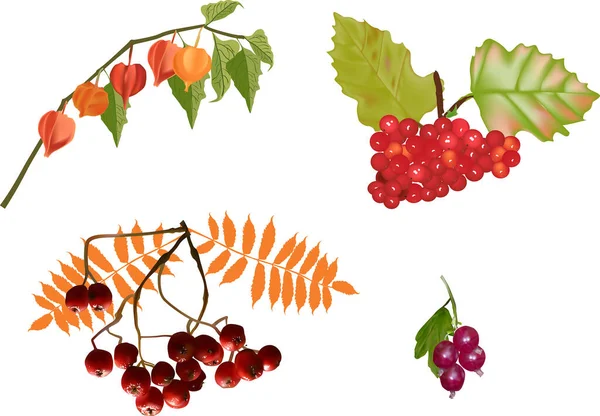 用白色背景中分离出来的红色秋天浆果来说明 — 图库矢量图片