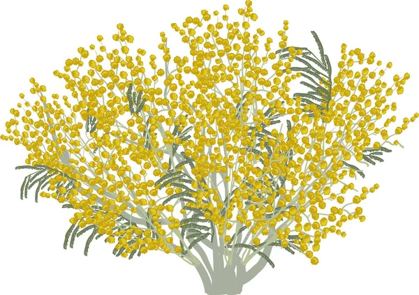 Illustrazione Mimosa Gialla Sfondo Bianco — Vettoriale Stock