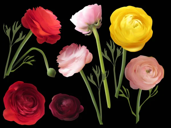 Ilustração Com Flores Coloridas Isoladas Sobre Fundo Preto — Vetor de Stock