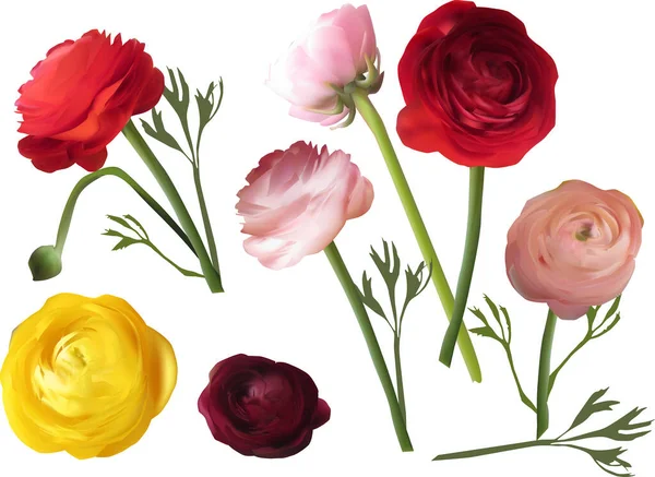 Illustration Med Färg Blommor Isolerad Vit Bakgrund — Stock vektor