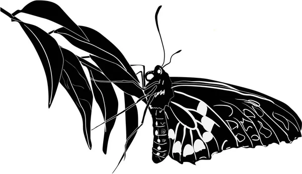 Illustration Mit Schwarzem Schmetterling Isoliert Auf Weißem Hintergrund — Stockvektor