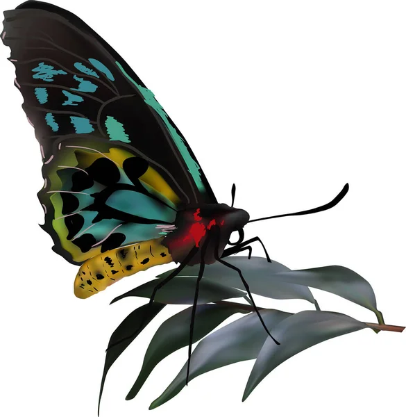 Απεικόνιση Μαύρη Και Κυανή Πεταλούδα Απομονωμένη Λευκό Φόντο — Διανυσματικό Αρχείο