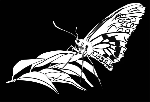 Illustration White Butterfly Isolated Black Background — Stock Vector