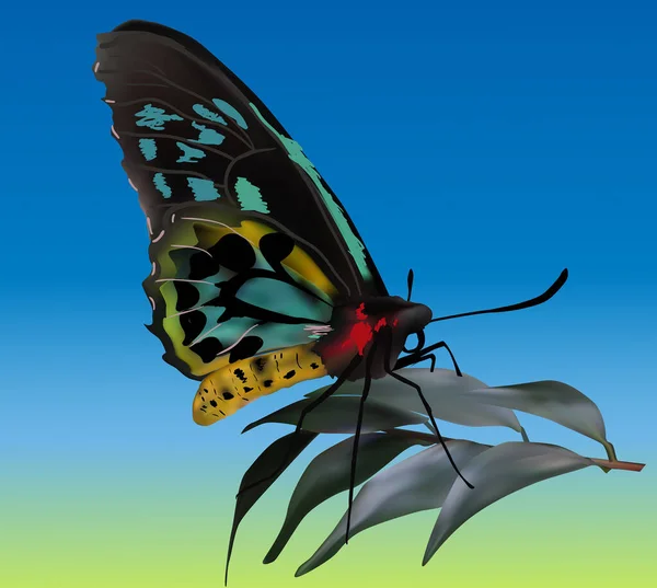 Illustratie Met Zwarte Cyaan Vlinder Blauwe Achtergrond — Stockvector