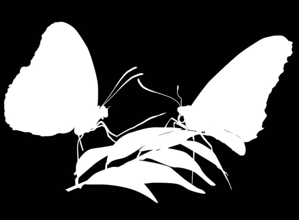 Ilustración Con Mariposas Blancas Aisladas Sobre Fondo Negro — Vector de stock