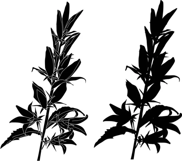 Ilustrace Květinami Silueta Izolované Bílém Pozadí — Stockový vektor
