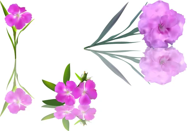 Illustration Med Magenta Blommor Isolerad Vit Bakgrund — Stock vektor