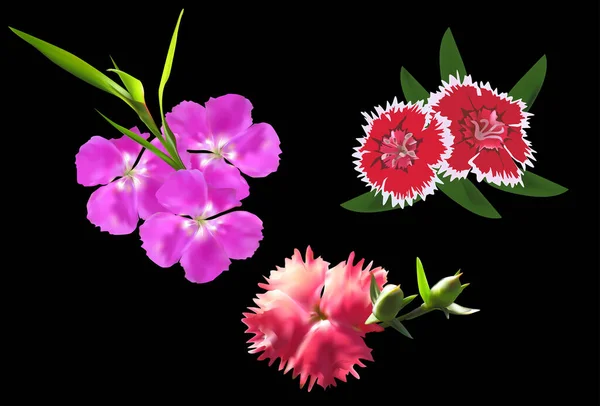 Illustration Pink Flowers Isolated Black Background — Stock Vector
