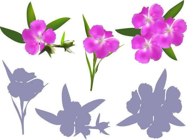 Illustration Med Magenta Blommor Isolerad Vit Bakgrund — Stock vektor