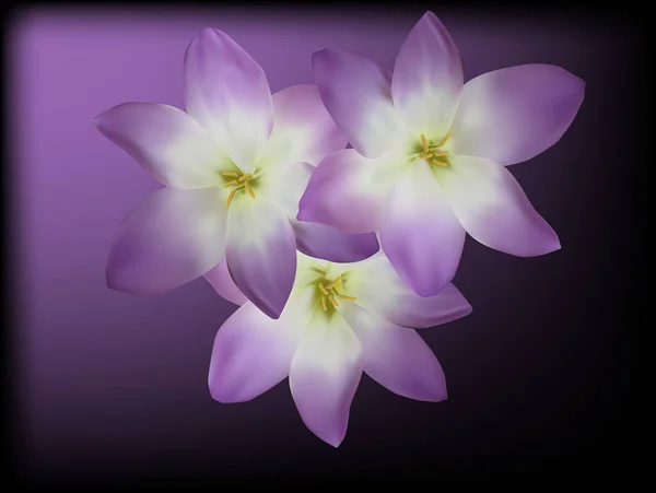 Illustration Three Lilac Crocus Blooms Dark Background — Stock Vector