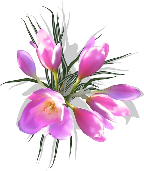 Illustration Avec Fleurs Crocus Lilas Isolé Sur Fond Blanc — Image vectorielle
