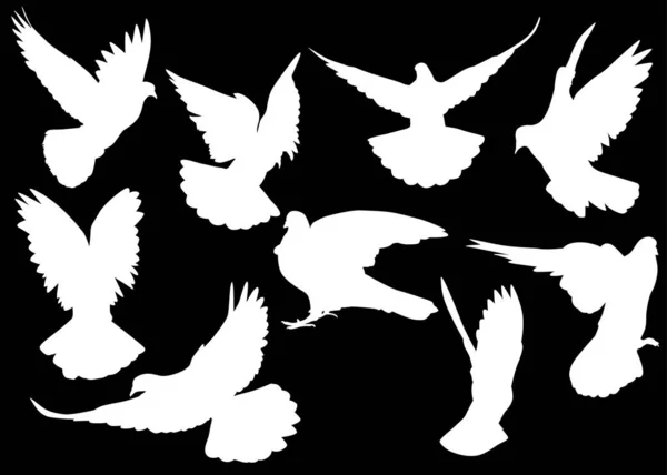 Illustration Avec Silhouettes Pigeons Isolés Sur Fond Noir — Image vectorielle