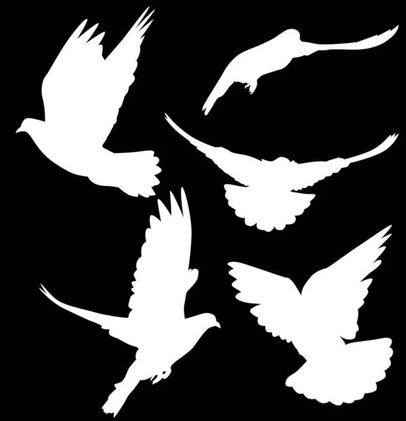 Illustration Avec Silhouettes Pigeons Isolés Sur Fond Noir — Image vectorielle