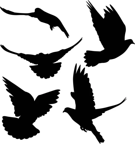 Illustration Avec Silhouettes Pigeons Isolés Sur Fond Blanc — Image vectorielle