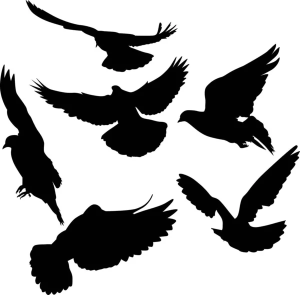Illustration Avec Silhouettes Pigeons Isolés Sur Fond Blanc — Image vectorielle