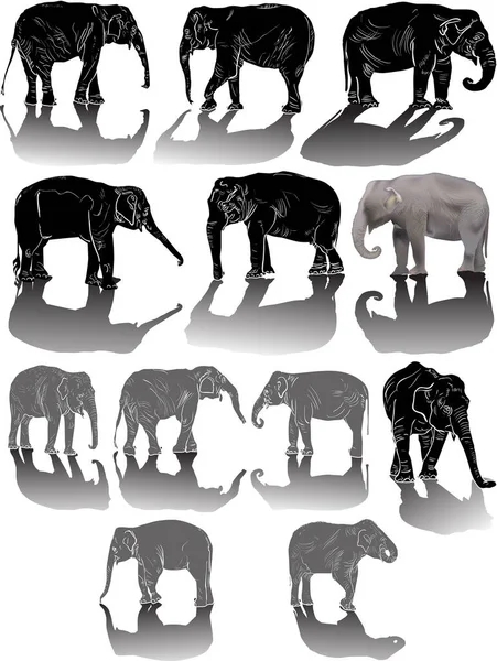Illustration Mit Elefantengruppe Isoliert Auf Weißem Hintergrund — Stockvektor