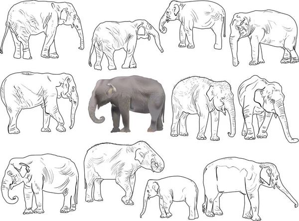 Illustration Set Elephants Isolated White Background — Stock Vector