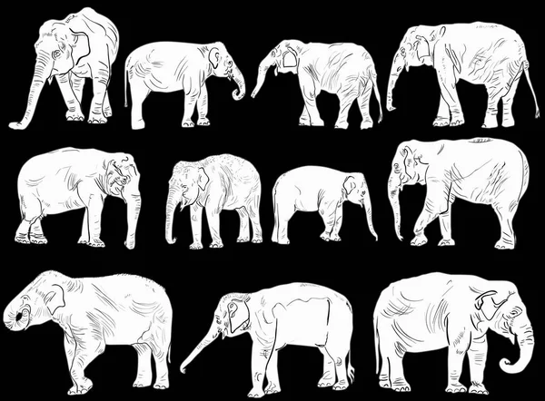 Ілюстрація Набором Слонів Ізольовані Чорному Фоні — стоковий вектор